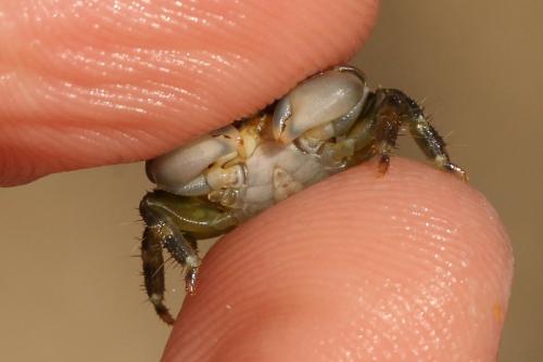Réf. 196 876 : Pachygrapsus minutus